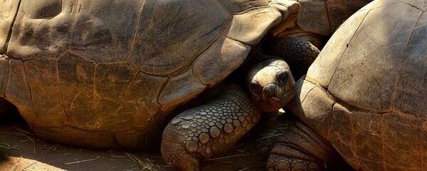 Una tortuga (imagen referencial) - Sputnik Mundo