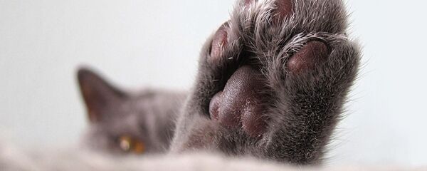 Una pata de un gato (imagen referencial) - Sputnik Mundo