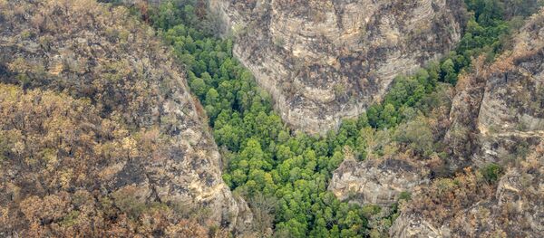 Arboleda de pinos Wollemi en Australia, única en el mundo - Sputnik Mundo