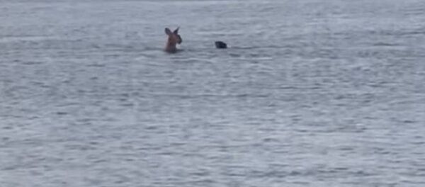 Un canguro con un perro en el río - Sputnik Mundo