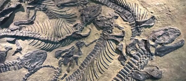 Los fósiles (imagen referencial) Los fósiles (imagen referencial) - Sputnik Mundo