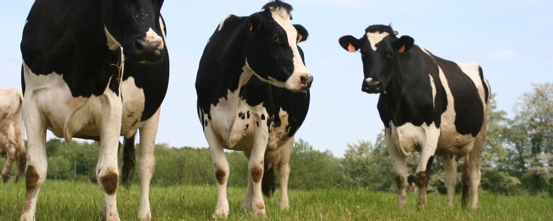 Unas vacas - Sputnik Mundo, 1920, 18.01.2020