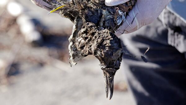 Un voluntario recoge a un arao muerto en la costa oeste de EEUU - Sputnik Mundo