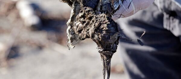 Un voluntario recoge a un arao muerto en la costa oeste de EEUU - Sputnik Mundo