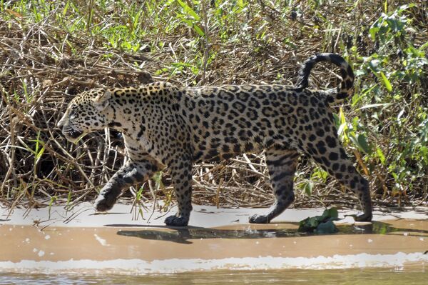 El jaguar podría ser la primera especie no humana 'sujeto de derechos' en Argentina - Sputnik Mundo