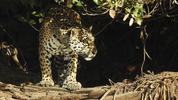 Yaguareté (Panthera onca) - Sputnik Mundo