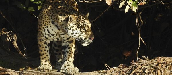 Yaguareté (Panthera onca) - Sputnik Mundo