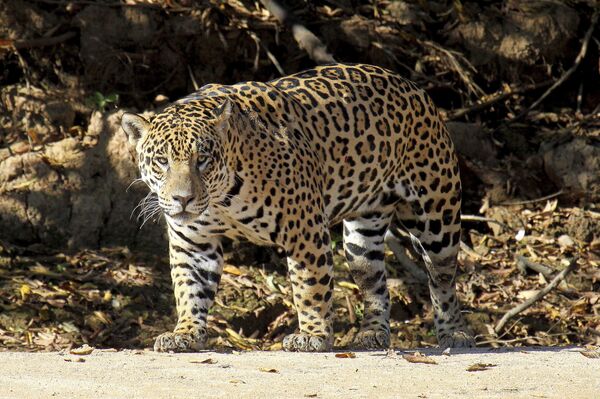 El jaguar podría ser la primera especie no humana 'sujeto de derechos' en Argentina - Sputnik Mundo