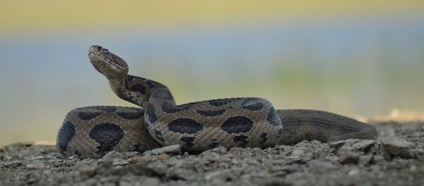 La víbora de Russell - Sputnik Mundo