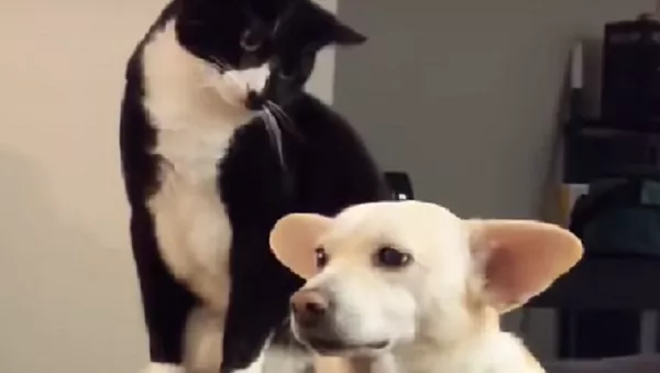 Un gato golpea a un perro y se arrepiente instantáneamente - Sputnik Mundo