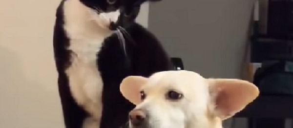 Un gato golpea a un perro y se arrepiente instantáneamente - Sputnik Mundo