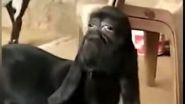 Una cabra con rostro humano - Sputnik Mundo