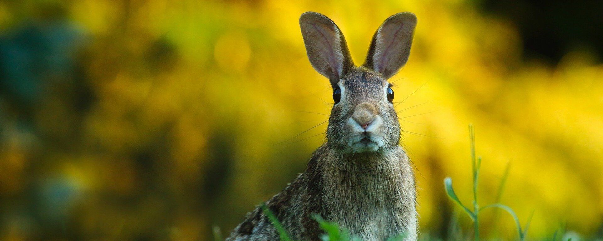 El conejo - Sputnik Mundo, 1920, 31.03.2021