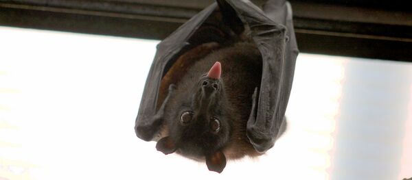 Un murciélago - Sputnik Mundo