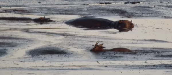 Este es el animal más temido de África… y no es el león - Sputnik Mundo