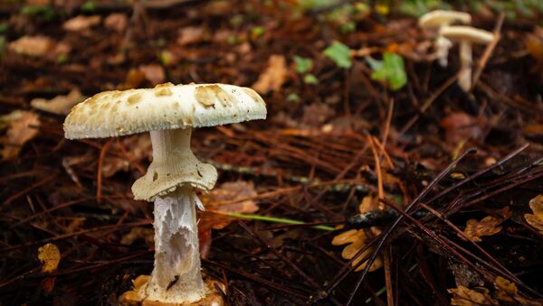 Un ejemplar de hongo venenoso 'Amanita phalloides' - Sputnik Mundo