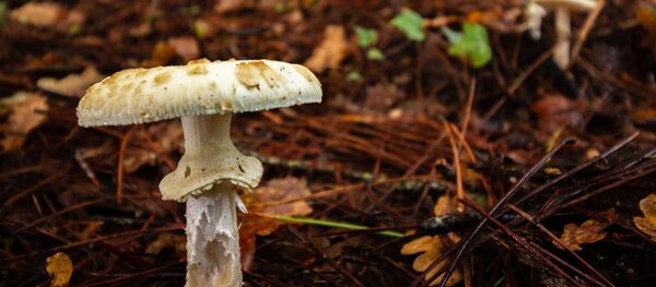 Un ejemplar de hongo venenoso 'Amanita phalloides' - Sputnik Mundo