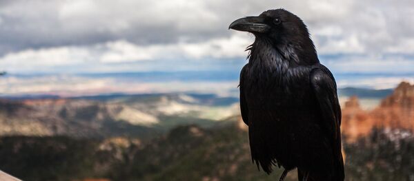 Cuervo - Sputnik Mundo