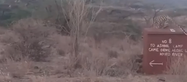 Un leopardo se enzarza en un combate mortal con un impala  - Sputnik Mundo