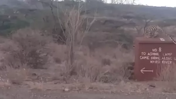 Un leopardo se enzarza en un combate mortal con un impala 