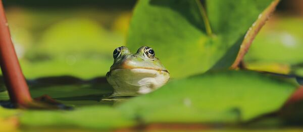 Una rana en el agua. Imagen referencial - Sputnik Mundo
