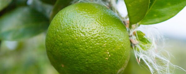 Limones criollos - Sputnik Mundo