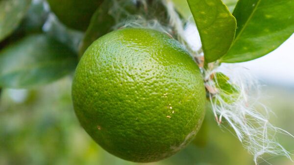 Limones criollos - Sputnik Mundo