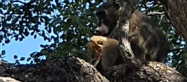 Un mono con un cachorro de león - Sputnik Mundo