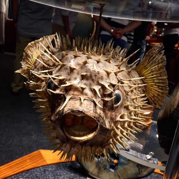 El velero ruso Kruzenshtern, la primera gran experiencia de la vida en alta mar | Fotos - Sputnik Mundo