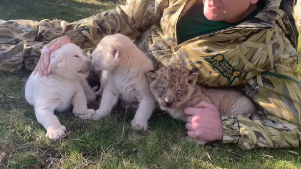 Nacen en Crimea cachorros de león de distintas coloraciones - Sputnik Mundo