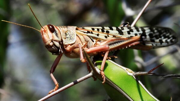 Un saltamontes en Somalia - Sputnik Mundo