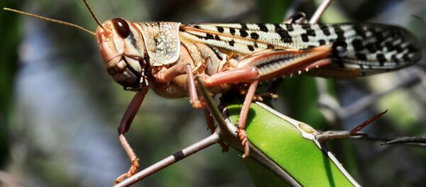 Un saltamontes en Somalia - Sputnik Mundo