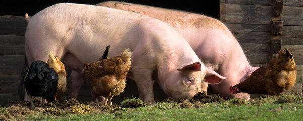 Cerdos y gallinas (imagen referencial) - Sputnik Mundo