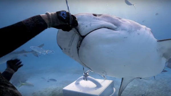 Un tiburón tigre toma un pescado de las manos de un submarinista - Sputnik Mundo