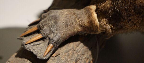 Ornitorrinco - Sputnik Mundo