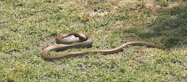 ¿Amistades peligrosas? Serpiente venenosa no da tregua a un lagarto en Australia - Sputnik Mundo