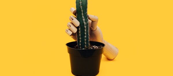 Una mano con un cáctus (imagen referencial) Una mano con un cáctus (imagen referencial) - Sputnik Mundo
