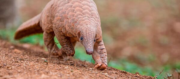 Pangolín - Sputnik Mundo