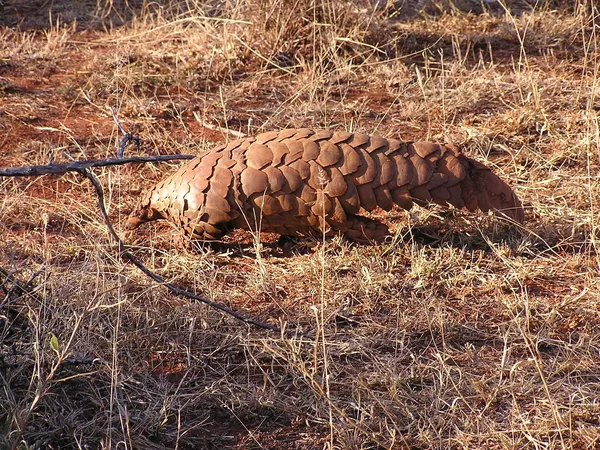 ¿Por qué los pangolines podrían ser culpables del coronavirus? | Fotos ¿Por qué los pangolines podrían ser culpables del coronavirus? | Fotos - Sputnik Mundo