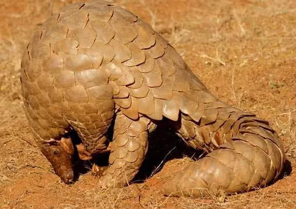 ¿Por qué los pangolines podrían ser culpables del coronavirus? | Fotos ¿Por qué los pangolines podrían ser culpables del coronavirus? | Fotos - Sputnik Mundo