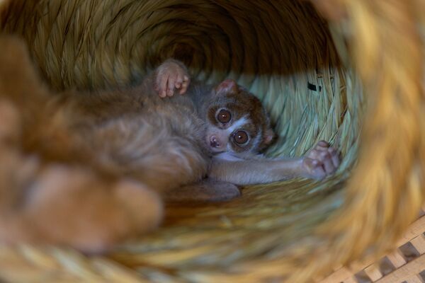 Descubren el método silencioso con el que se defienden los gatos - Sputnik Mundo