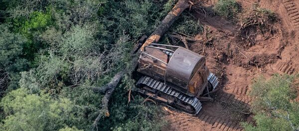 Topadoras derribando árboles en El Impenetrable, al norte de la provincia de Chaco, Argentina  - Sputnik Mundo