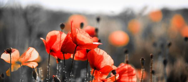 Flores, imagen referencial - Sputnik Mundo