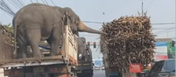 Unos elefantes intentan robar la caña de azúcar de un camión  - Sputnik Mundo