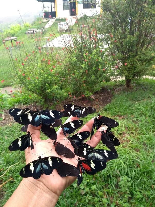 Vender mariposas: una idea atrevida y real en Colombia Vender mariposas: una idea atrevida y real en Colombia - Sputnik Mundo