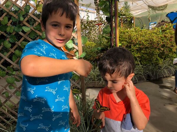 Vender mariposas: una idea atrevida y real en Colombia Vender mariposas: una idea atrevida y real en Colombia - Sputnik Mundo