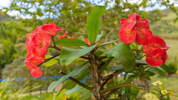 Flores colombianas (imagen referencial) - Sputnik Mundo