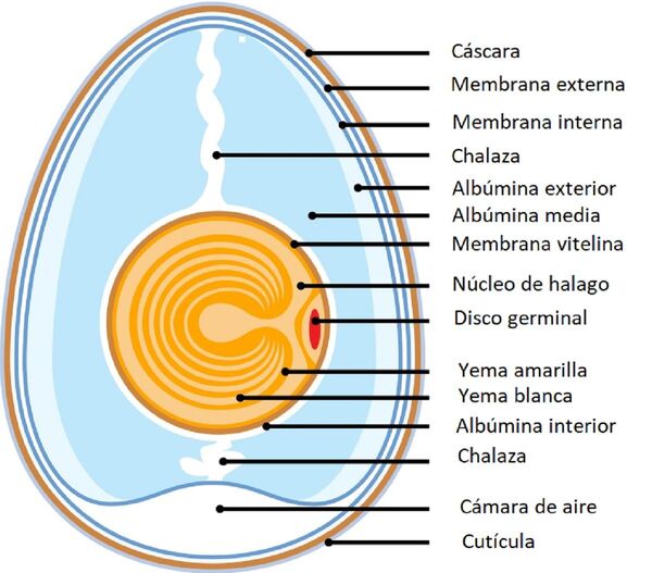 Guardar los huevos en la puerta del refrigerador es peligroso y todos lo hacemos, ¿por qué? - Sputnik Mundo