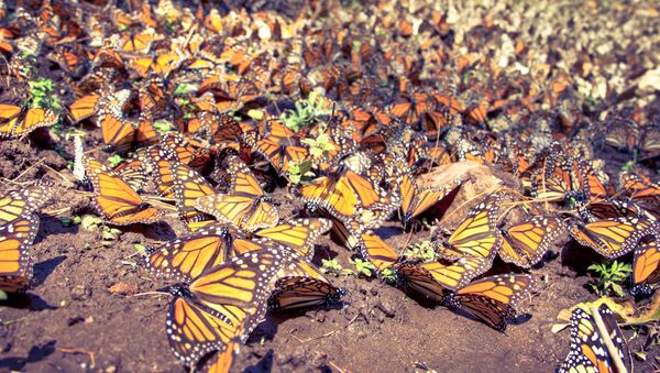 Mariposas monarca - Sputnik Mundo