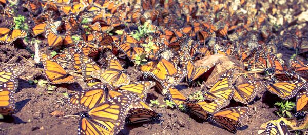 Mariposas monarca - Sputnik Mundo